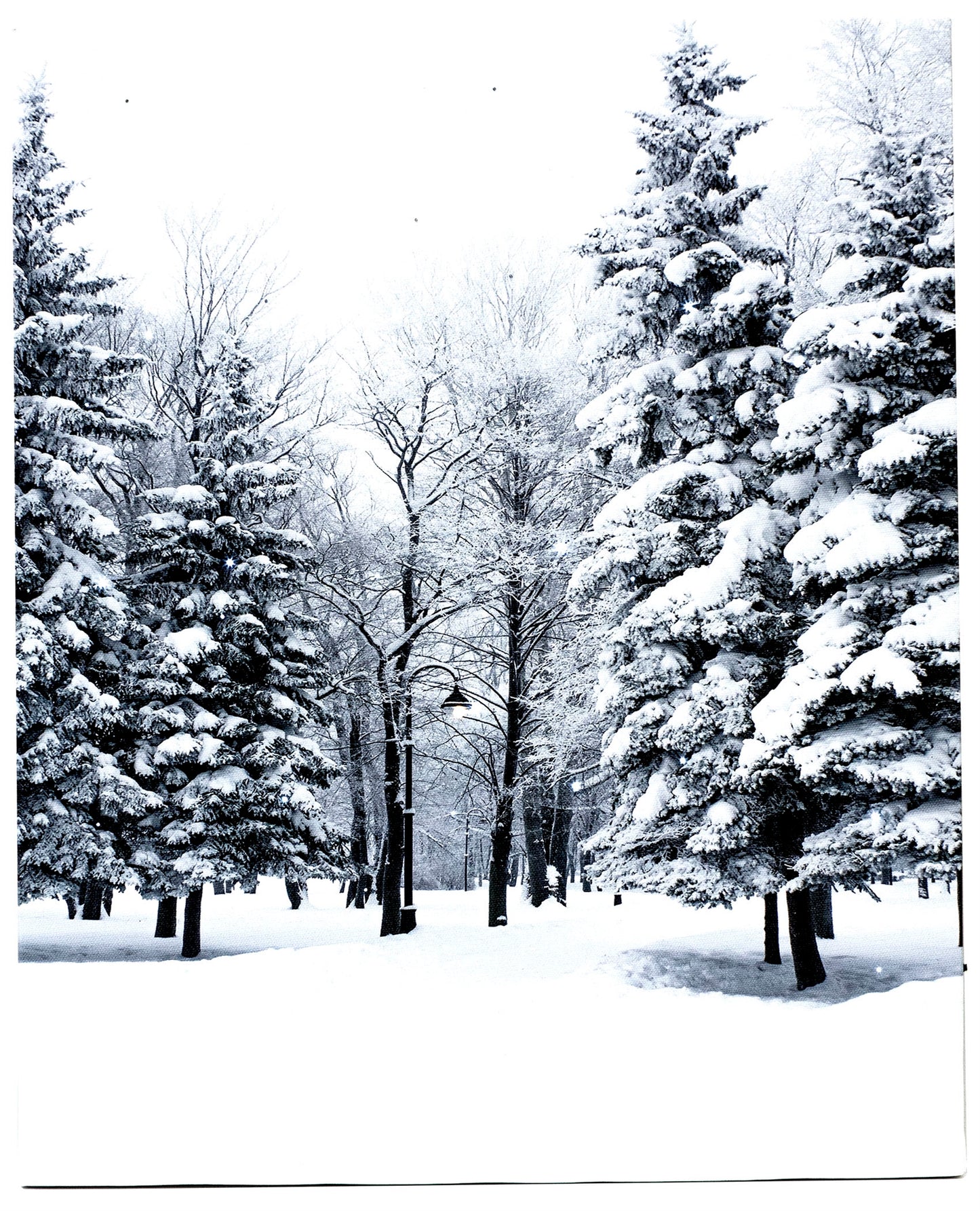 LED Lighted Canvas Wall Art, Home Decor Light up Picture with Timer, WINTER FOREST SCENE