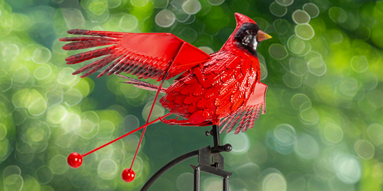 DM221452-Cardinal-large-re-video